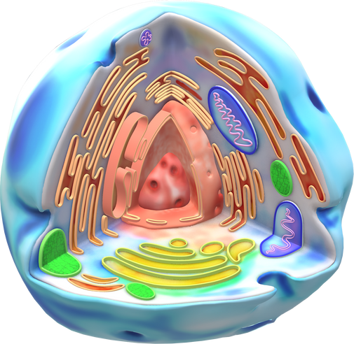 3D Human Cell Illustration